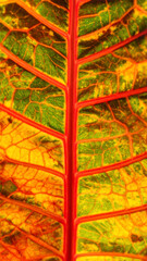 Vibrant Leaf Veins: Red, Green, and Orange Macro Texture