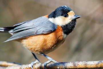 飛び出し飛翔する可愛いヤマガラ（シジュウカラ科）
英名学名：Varied Tit (Sittiparus varius)
埼玉県北本市、北本自然観察公園    2025
