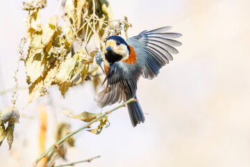 飛び出し飛翔する可愛いヤマガラ（シジュウカラ科）
英名学名：Varied Tit (Sittiparus varius)
埼玉県北本市、北本自然観察公園    2025
