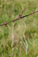 Quelques poils sur le barbelé d une vache peu farouche 