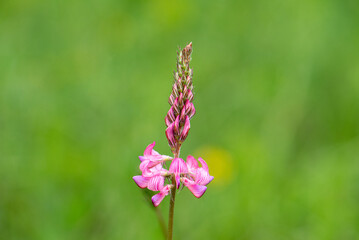 A single pink flower with a green stem