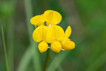 A bright yellow flower photographed close-up macro.