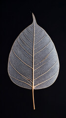 Elegant Skeleton Leaf with Intricate Veins on Black
