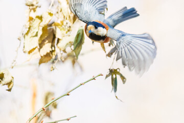 飛び出し飛翔する可愛いヤマガラ（シジュウカラ科）
英名学名：Varied Tit (Sittiparus varius)
埼玉県北本市、北本自然観察公園    2025
