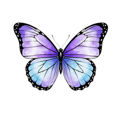 Obraz premium Beautiful watercolor butterfly with purple and blue wings on a white background