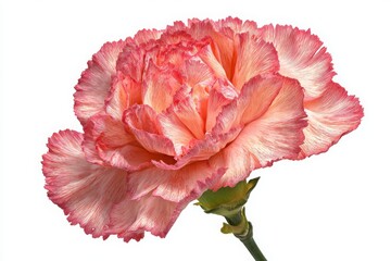 carnation flower isolated on white