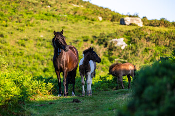 Pottok Horses and Foals, Traditional Basque Breed, Around the Rack Railway of La Rhune