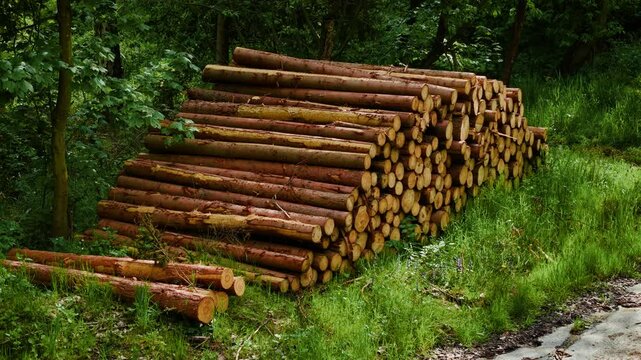 Freshly cut logs stacked beside forest trail in green woodland. Timber pile lying on grass symbolizing deforestation impact. Felled trees showing clear signs of logging harming natural habitat