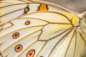 A close-up view of a butterfly wing reveals an intricate pattern of delicate veins and vibrant, contrasting colors.