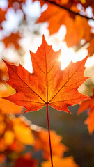 Vibrant Orange Maple Leaf Bathed in Autumn Sunlight