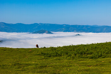 Traditional Basque Pottok Horse Facing a Sea of Clouds in the La Rhune Landscape