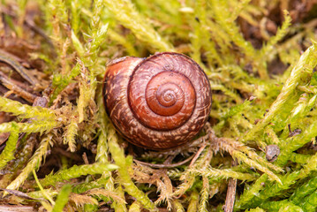 A brown snail lies on the green grass in the forest The grass around is wet, like moss.