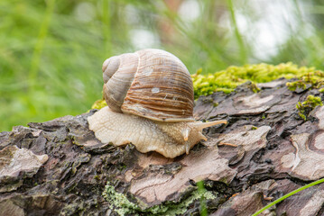 A grey snail crawls on wet tree bark in the forest You can see the mustache, the grass behind is green The photo was taken close-up