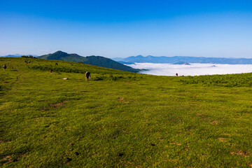 Traditional Basque Pottok Horse Facing a Sea of Clouds in the La Rhune Landscape