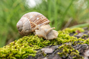 A grey snail crawls on wet tree bark in the forest You can see the mustache, the grass behind is green The photo was taken close-up