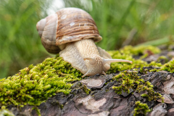 A grey snail crawls on wet tree bark in the forest You can see the mustache, the grass behind is green The photo was taken close-up