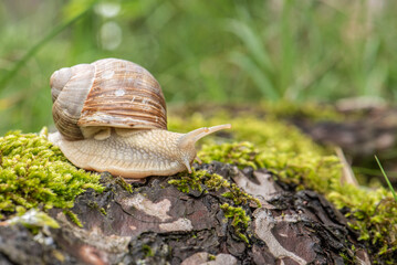 A grey snail crawls on wet tree bark in the forest You can see the mustache, the grass behind is green The photo was taken close-up