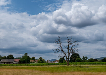 Am Stadtrand, abgestorbener Baum in Feldern vor H&auml;usern