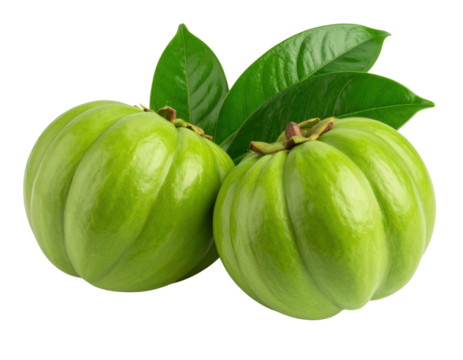 Two fresh, green Garcinia cambogia fruits with glossy leaves attached, showcasing their round, ribbed shape and smooth surface.