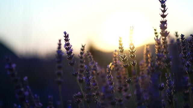 Lavender garden at sunset