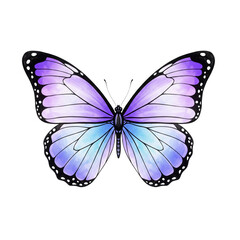 Obraz premium Beautiful watercolor butterfly with purple and blue wings on a white background