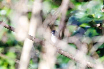 羽ばたいて飛び出す幸せの青い鳥、可愛いルリビタキ（ヒタキ科） 英名学名：Red flanked Bluetail (Tarsiger cyanurus) 埼玉県北本市、北本自然観察公園 2024 