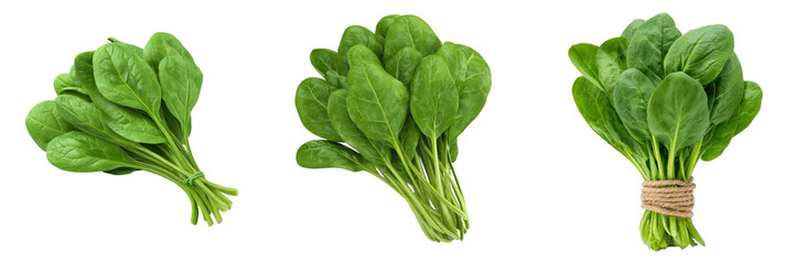 Three bunches of vibrant green spinach leaves are arranged, tied with natural twine, set against a transparent background.