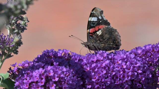 Red Admiral butterfly (Vanessa atalanta) feeding on Buddleia flowers. July, Kent, UK [Slow motion x5]