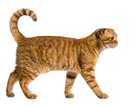 Red Scottish Fold Cat in Walking Motion, Side Profile with Curved Tail, Transparent Cutout