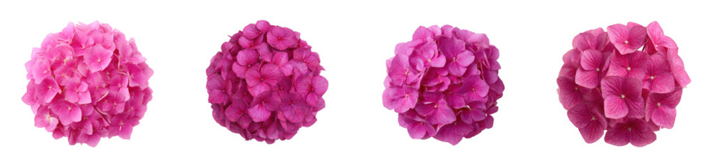 Four pink hydrangea flower heads arranged in a row against a black background