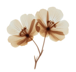 Delicate translucent flower blossoms displaying intricate petal venation with visible stamen details against a black background