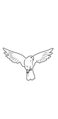 dove of peace