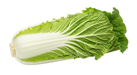 Isolated Napa Cabbage