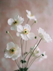 Fototapeta premium Softly Blossoming: A Dreamy Composition of White Anemones Against a Textured Linen Backdrop