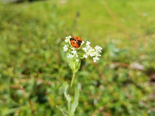 Close up beautiful sunlight image summer sunny photo of a red lady bug outside  on wild flowers insects in nature hd ultra high 8k resolution quality backdrop wallpaper