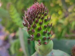Beautiful cactus growing prickly pear nature background poster high quality resolution hd 8k closeup wallpaper banner photography image photo