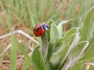 Fototapeta premium Close up beautiful sunlight image summer sunny photo of a red lady bug outside on wild leaf flower insects in nature hd ultra high 8k resolution quality 