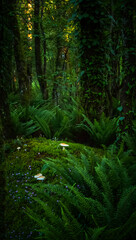 Ferns and moss cover the ground in a tranquil forest