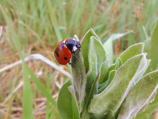 Close up beautiful sunlight image summer sunny photo of a red lady bug outside  on wild leaf flower insects in nature hd ultra high 8k resolution quality 