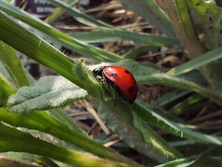 Close up beautiful sunlight image summer sunny photo of a red lady bug outside on a grass leaf insects in nature hd ultra high 8k resolution quality 
