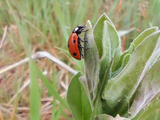 Close up beautiful sunlight image summer sunny photo of a red lady bug outside  on wild leaf flower insects in nature hd ultra high 8k resolution quality 