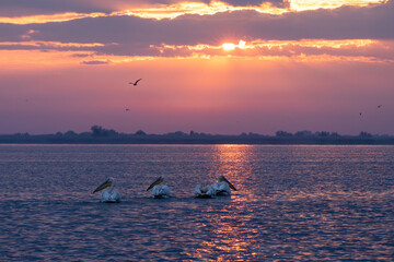 Fototapeta premium Sonnenuntergang im Donaudelta