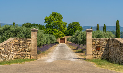 Lavender farm in Provence