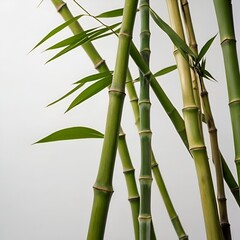Fototapeta premium Bamboo stems arranged diagonally