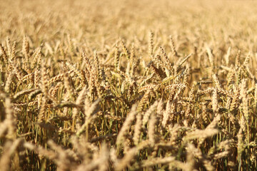 Wheat ears on the field close-up. Agriculture concept. Natural nature background. Golden wheat...