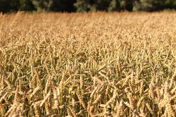 Wheat ears on the field close-up. Agriculture concept. Natural nature background. Golden wheat...