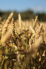 Wheat ears on the field close-up. Agriculture concept. Natural nature background. Golden wheat field. Golden wheat ears with selective focus. Harvest. Nature background and blurred bokeh. Agriculture