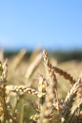 Wheat ears on the field close-up. Agriculture concept. Natural nature background. Golden wheat field. Golden wheat ears with selective focus. Harvest. Nature background and blurred bokeh. Agriculture