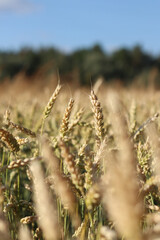 Fototapeta premium Wheat ears on the field close-up. Agriculture concept. Natural nature background. Golden wheat field. Golden wheat ears with selective focus. Harvest. Nature background and blurred bokeh. Agriculture
