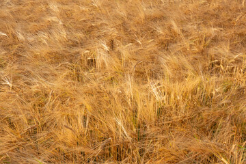 Field of ripe barley, waving in the summer wind